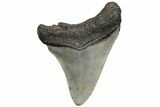 Juvenile Megalodon Tooth - North Carolina #210129-1